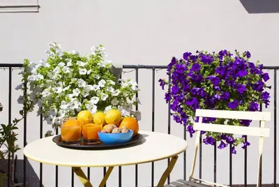 a plate of fruit on a table on a balcony with purple flowers at BB4U Apartments and Terrace in Palermo