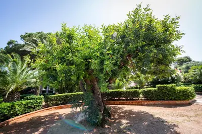 a tree in the middle of a park at Casa del carrubo in Carini