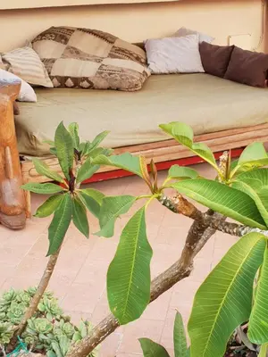 a bed in a room with trees and plants at Panoramica Blu in Palermo