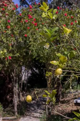 a group of fruit trees with red flowers at Agriturismo Tarantola in Alcamo