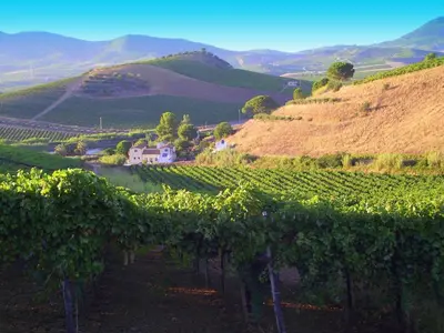a vineyard in the hills with a house in the middle at Agriturismo Tarantola in Alcamo
