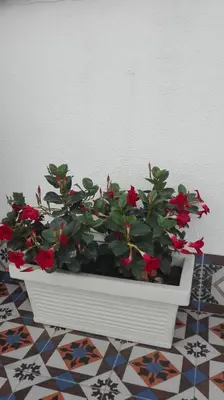 a white planter with red flowers on a tile floor at Demetra Rooms in Palermo