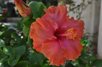 a close up of a red flower on a plant at Villa Hibisco in San Vito lo Capo
