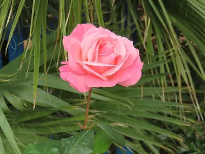 a pink rose sitting on top of a plant at Baglio Del Sole in San Vito lo Capo
