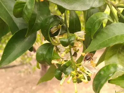 a bee is sitting on a flower on a tree at Agriturismo le Campanelle - Sicilia - Cefalù in Lascari