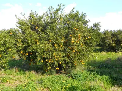 an orange tree with oranges on it in a field at Tenuta Sperlinga - Il Campanile in Santa Flavia
