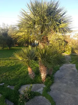 a palm tree and two pineapples in a yard at Villa Margherita in Terrasini