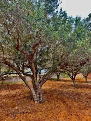 a group of trees in a field with grass at Villa sul mare Palazzolo in Trappeto