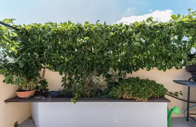 a hedge on the side of a wall with plants at Casa Colibrì - Solemar Sicilia in Santa Flavia