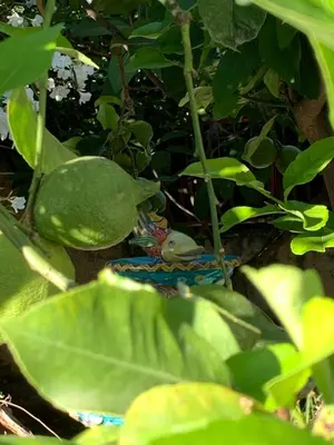a small frog sitting on top of a leaf at Casa Vacanze Astori in Trabia