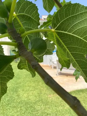 a branch of a tree with green leaves at Villa Eagle in Terrasini
