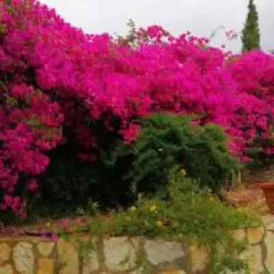 a bunch of pink flowers on a stone wall at Maison de Soleil in Scopello