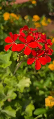 a group of red flowers in a garden at Al Civico 365 in Castelluzzo