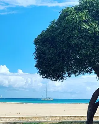 a sail boat on the beach with a tree at Villa Ancora B&B in San Vito lo Capo