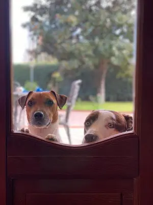 two dogs are looking out of a window at La depandance di Villa Rosa locazioni brevi in Mondello