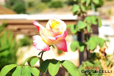 a pink and yellow flower on a plant at Hotel Grotticelli in Scopello