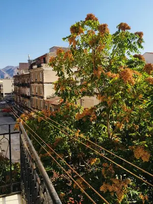 a tree in front of a building on a balcony at Gò Gò House in Palermo