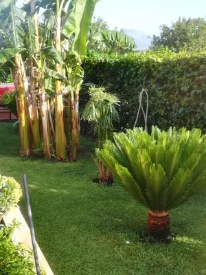 a palm tree in the middle of a yard at Villa Mimmo in Lascari
