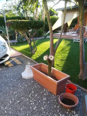 a cactus in a flower pot on the ground at Villa Mimmo in Lascari