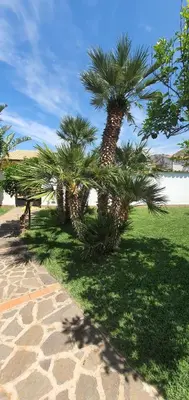 a group of palm trees sitting next to a bench at 25min da Cefalù e Palermo Piscina pvt, 4camere, 150m dal mare in Trabia