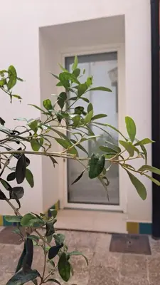 a plant in a vase in front of a door at Affittacamere Garibaldi in Alcamo