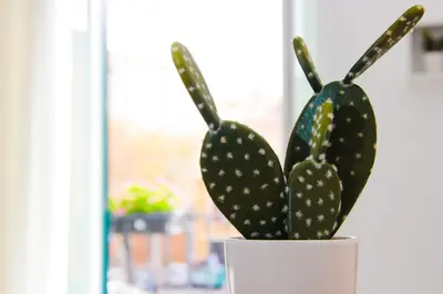 a couple of cactuses in a white pot at Le Casette di Marcì in Palermo