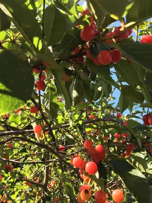 a tree with lots of red berries on it at Agriturismo Sant'Agata in Piana degli Albanesi
