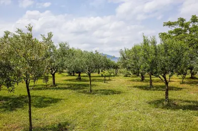 an apple orchard with trees in a field at Nômade - Slow Living Lodge in Balestrate