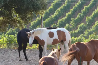 a group of horses standing in a field at Agriturismo Al Poggetto in Piana degli Albanesi