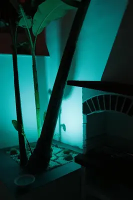a couple of plants in a room with a blue light at Le Torri dell'acqua in Palermo