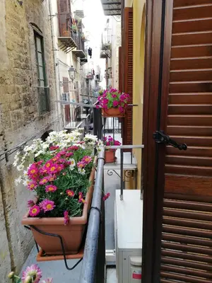 a group of flowers in pots on a street at Casa nel Vicolo in Palermo