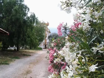 a row of flowers on a dirt road at Rocca Di Monreale in Monreale