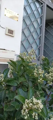 a plant with white flowers in front of a building at La Casetta Di Marta ai Quattro Canti in Palermo