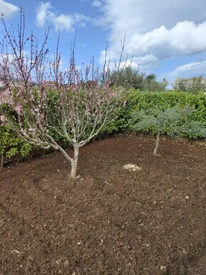 two trees with pink flowers in a garden at Borgo Aranci - Appartamento in Villa Rosa - 16B in Castellammare del Golfo