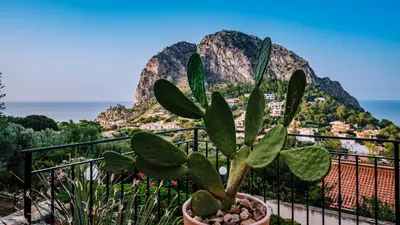a plant in a pot on a balcony with mountains at Villa Zabbara Capo Zafferano in Bagheria