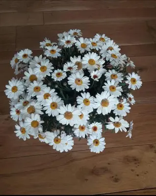 a bunch of daisies forming a heart on a wooden floor at Sweet Roma 315 in Palermo