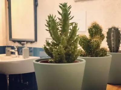 three potted plants in a bathroom with a sink at Il Sole di Mondello in Mondello