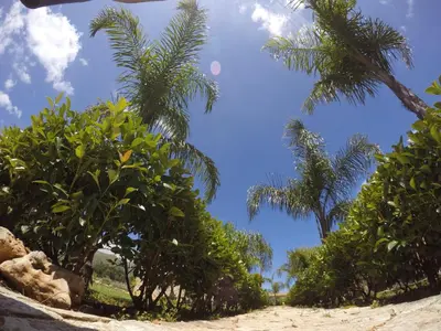 a row of palm trees on a sandy beach at Residence I Faraglioni in Scopello