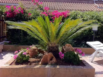 a garden with a palm tree and pink flowers at Residence I Faraglioni in Scopello