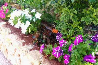 a garden with purple and white flowers and green plants at Villette di Scopello - Casa Vacanze in Scopello