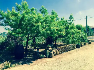 a row of trees and a stone wall at Villa della Mimosa in Alia