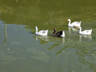 a group of ducks swimming in the water at Villa in Alia with Pool & Olive Views in Alia
