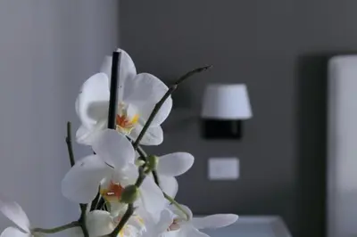 a bunch of white flowers in a vase on a table at B&B Le Biciclette in San Vito lo Capo