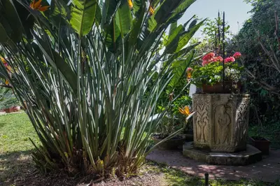 two large plants in a garden with flowers at Villa Gabriella - Mondello in Mondello
