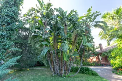 a palm tree in the middle of a yard at Il Giardino di Michela by DomuSicily in Mondello