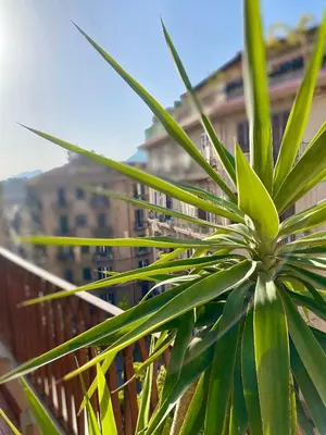 a close up of a plant on a balcony at Mamamia #Politeama in Palermo