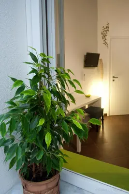 a plant in a pot sitting in a room at Affittacamere B&B Carella in Palermo