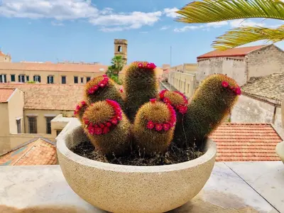 a cactus with red flowers in a stone planter at Gagini House & Terrace in Palermo