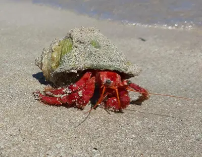 a dead lobster on the sand on the beach at Finestra Azzurra in San Vito lo Capo