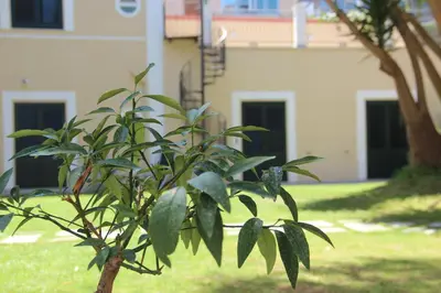 a small tree with leaves in front of a building at Corte del Merlo in Palermo
